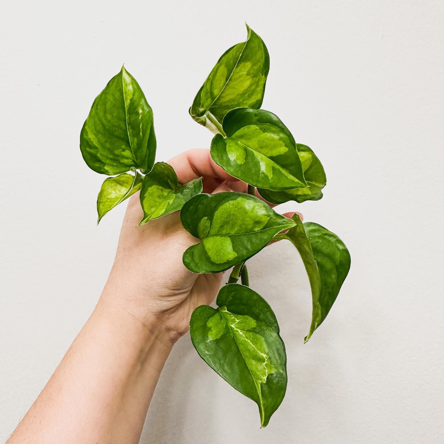 Global Green Pothos: Care and Growing Tips | Plantcarefully