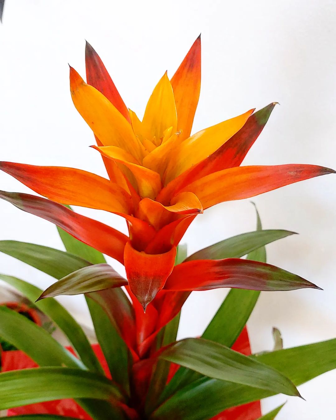 Guzmania Lingulata (Scarlet Star) Care and Growing Guide | Plantcarefully