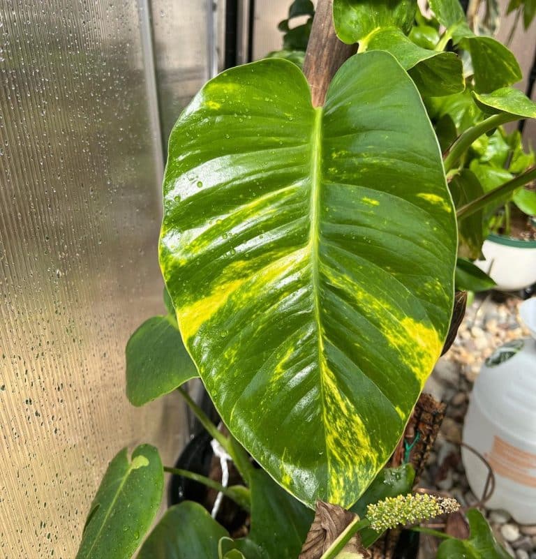 Hawaiian Pothos Care and Growing Guide | Plantcarefully