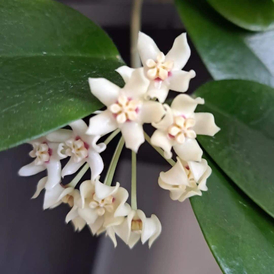 Hoya Australis Care And Growing Tips Plantcarefully