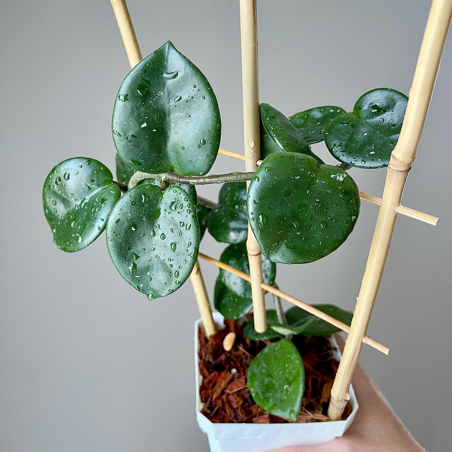 Hoya Chelsea Care and Growing Guide | Plantcarefully