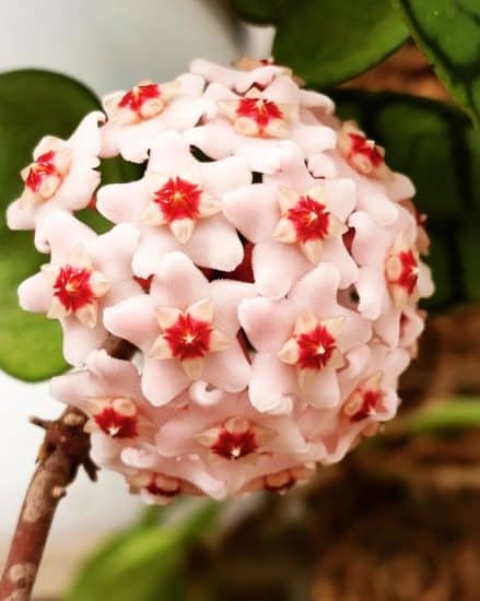 Hoya Chelsea Care and Growing Guide | Plantcarefully