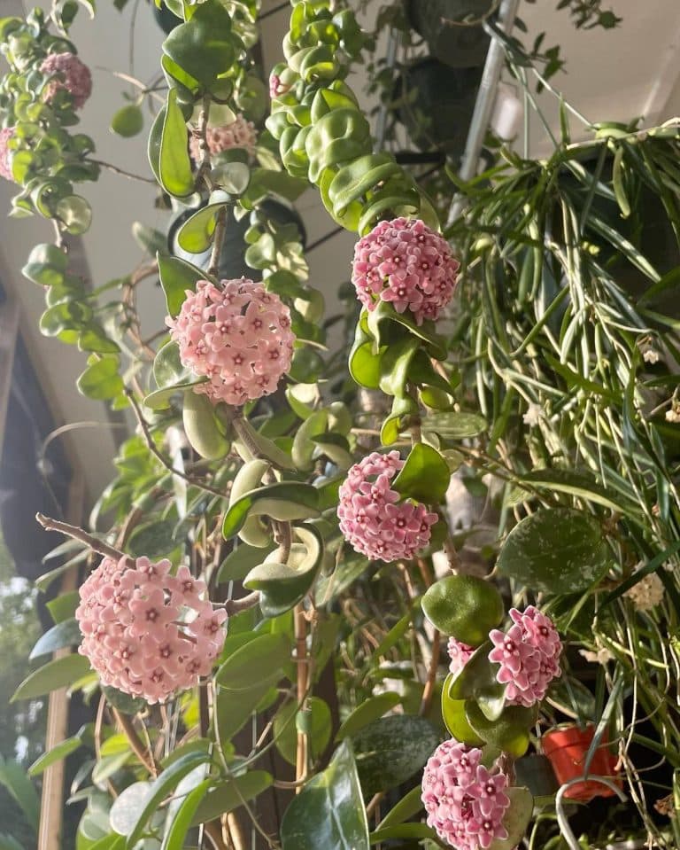 Hoya Hindu Rope Care and Growing Guide | Plantcarefully