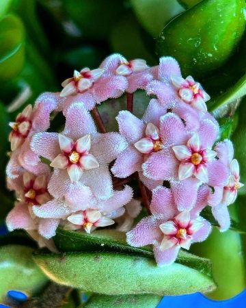 Hoya Hindu Rope Care And Growing Guide 