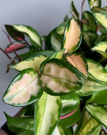 Hoya Krimson Princess Care and Growing Guide | Plantcarefully