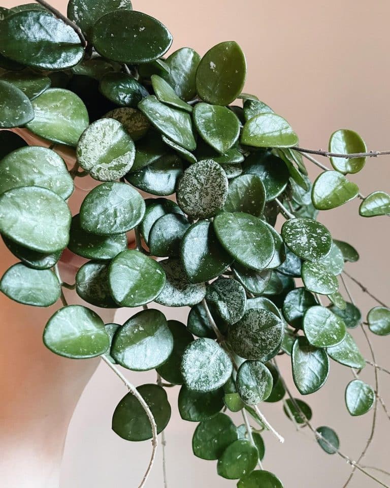 Hoya Mathilde Care and Growing Guide | Plantcarefully