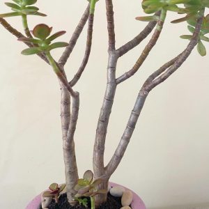 Jade Plant Care and Growing Guide | Plantcarefully