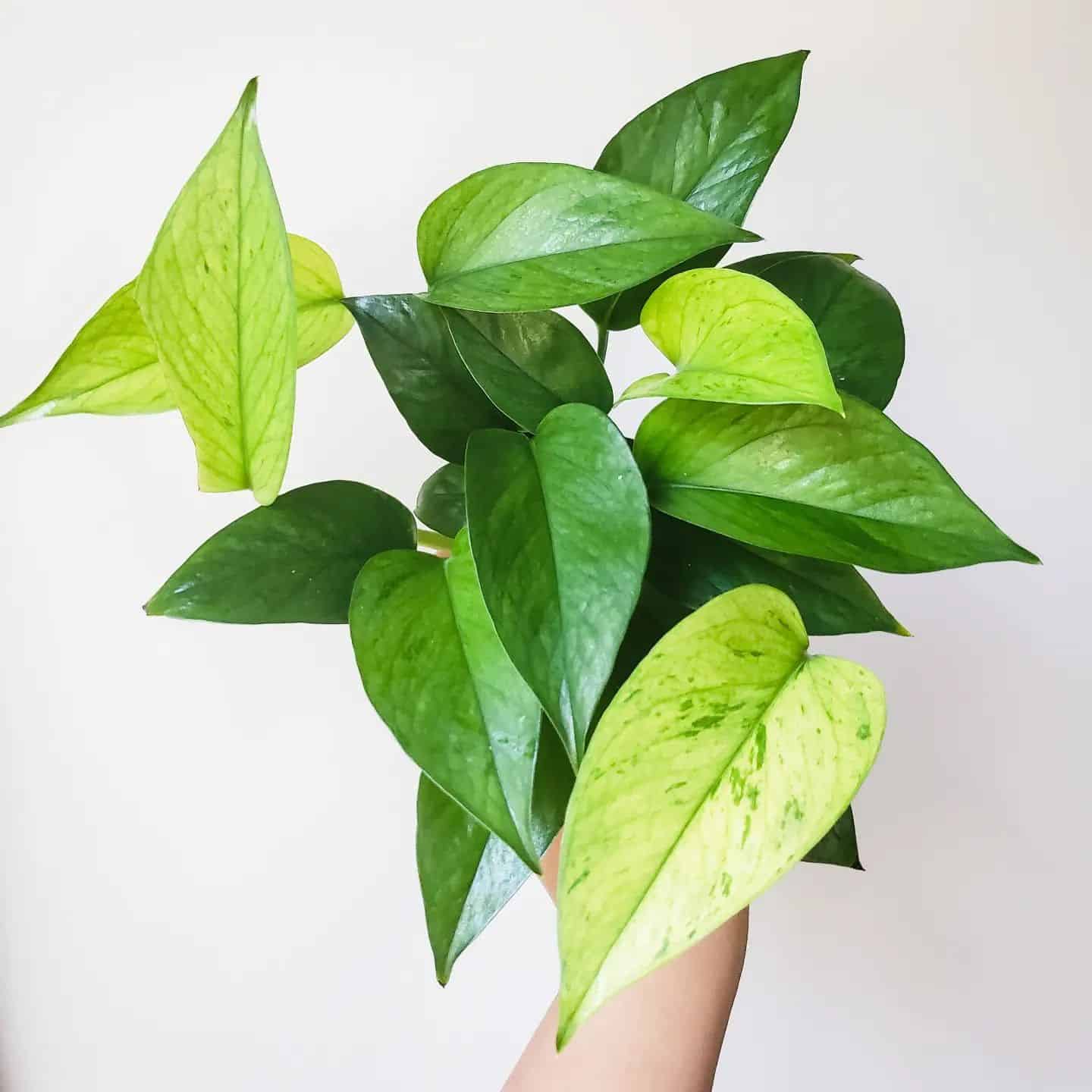 Jessenia Pothos Care and Growing Guide | Plantcarefully