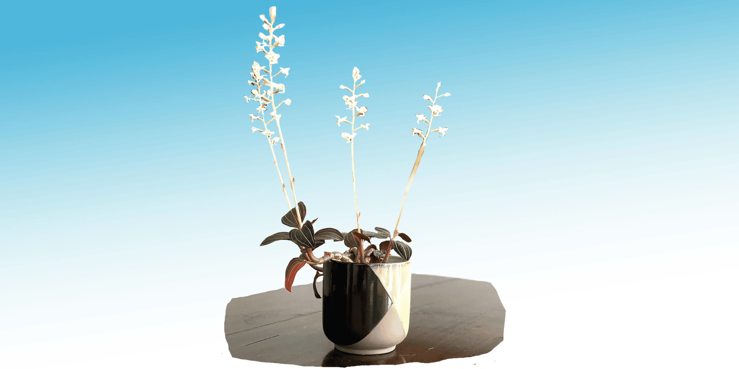 How To Grow Jewel Orchid Cuttings