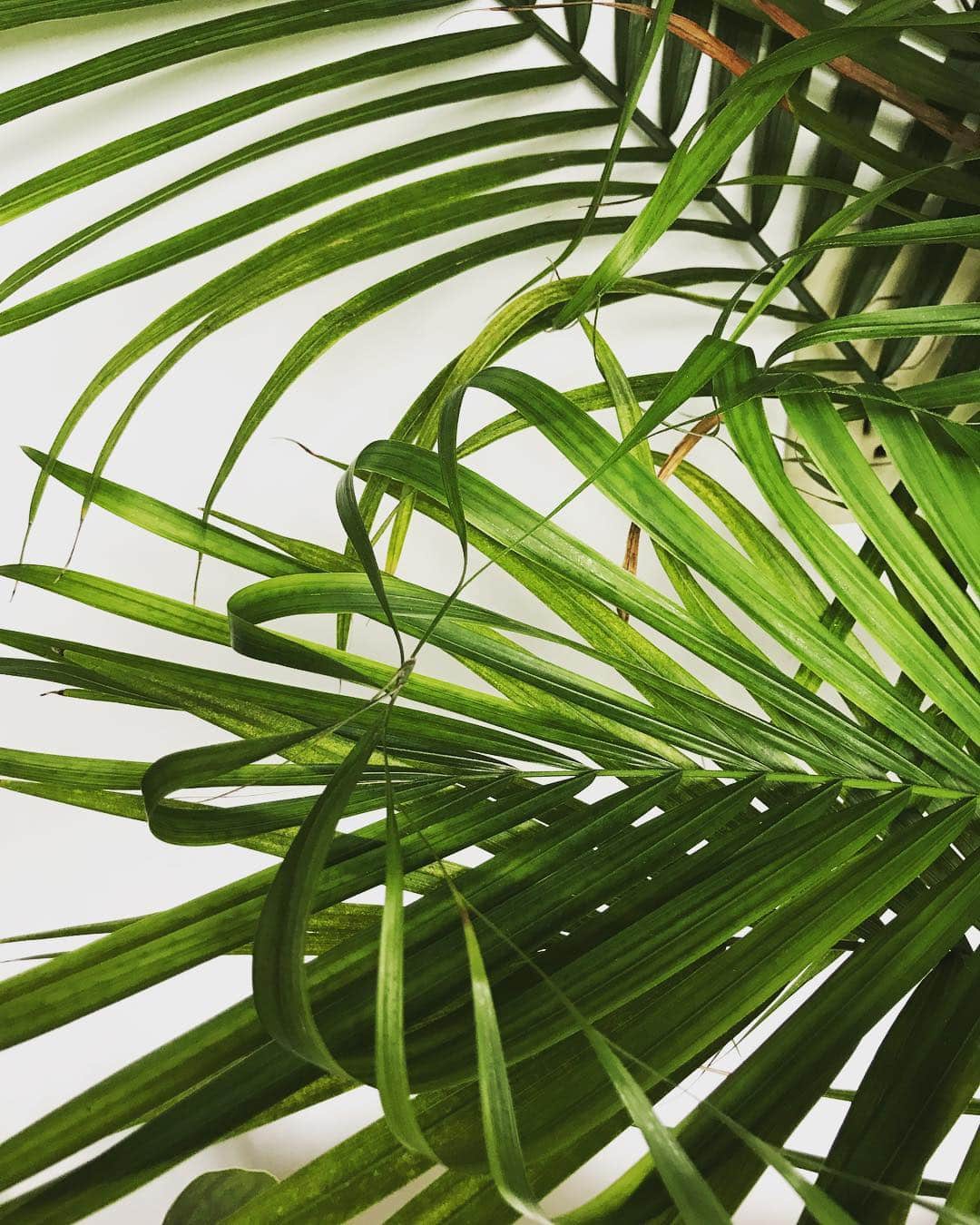 Majesty Palm Care and Growing Guide | Plantcarefully