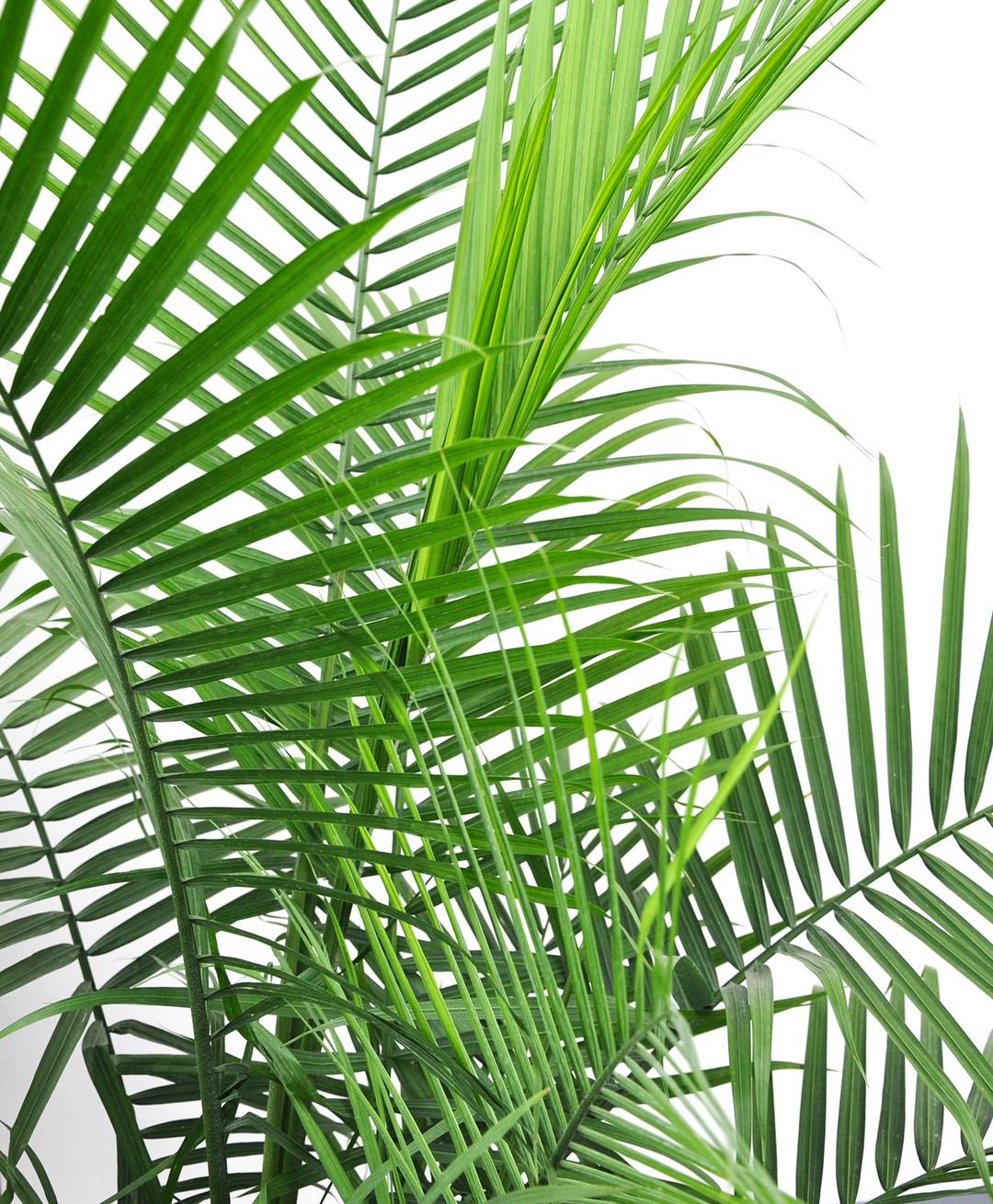 Majesty Palm Care and Growing Guide | Plantcarefully