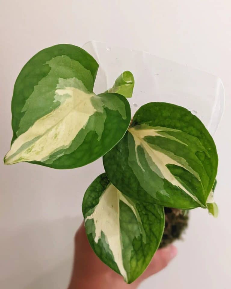 Manjula Pothos Plant Care How To Grow Plantcarefully