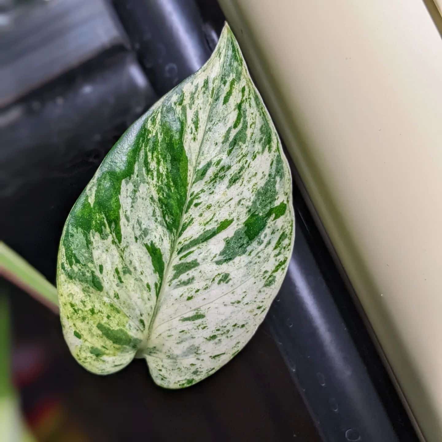 Marble Queen Pothos Indoor Plant Care Guide Plantcarefully 7113