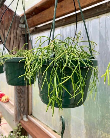 Mistletoe Cactus Care And Growing Guide 