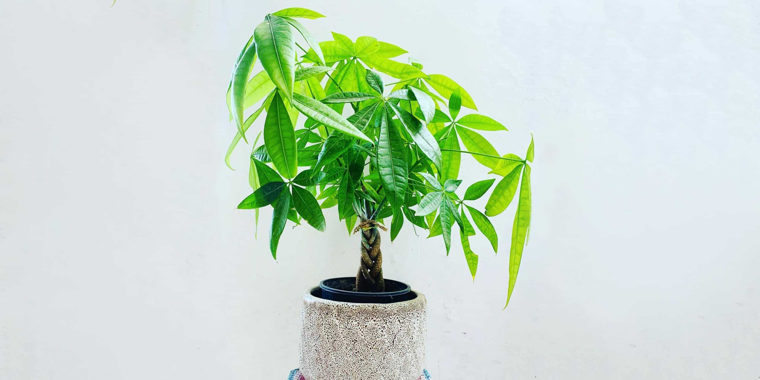 The Art Of Braiding Your Money Tree Plant: A Step-by-Step Guide To Enhance Its Aesthetics And Well-being