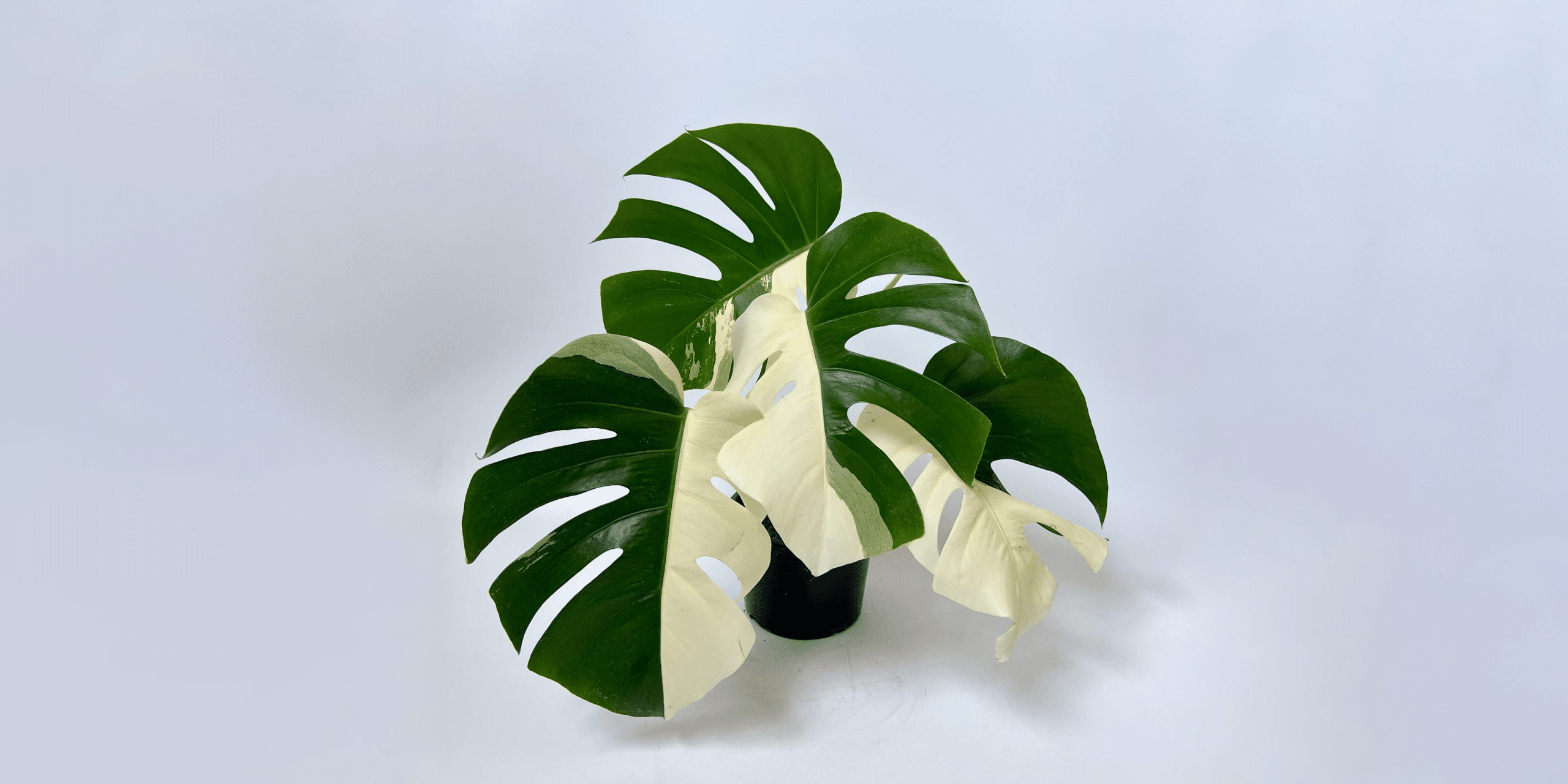 Monstera Albo Plant Care Growing Guide Plantcarefully