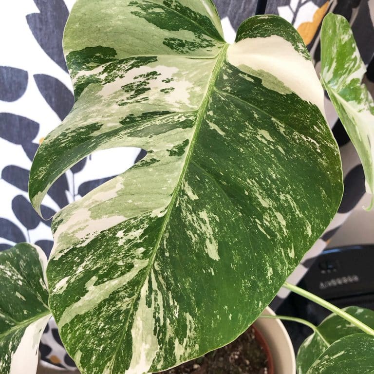 Monstera Albo: Plant Care & Growing Guide | Plantcarefully