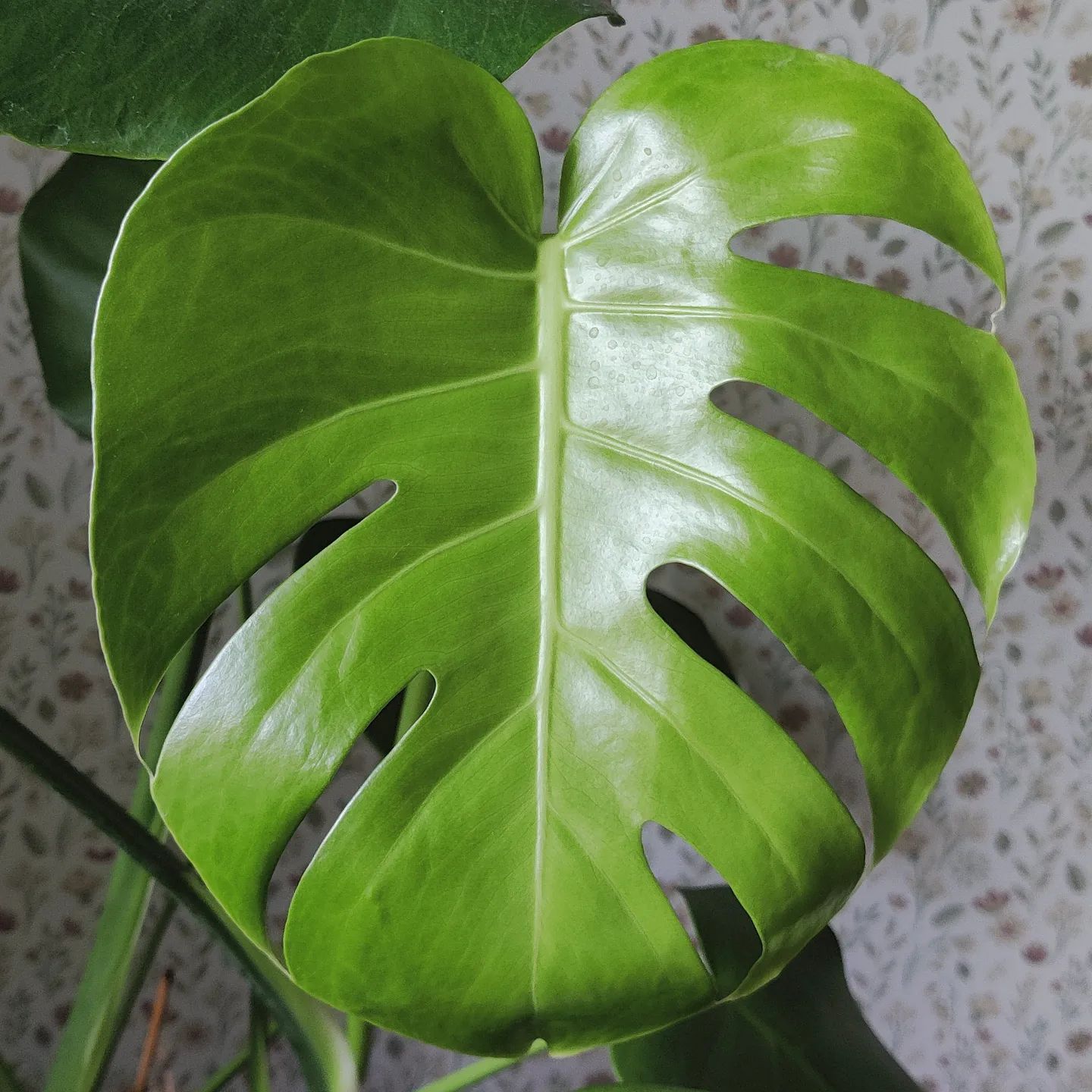 Monstera Deliciosa: Care And Growing Guide 