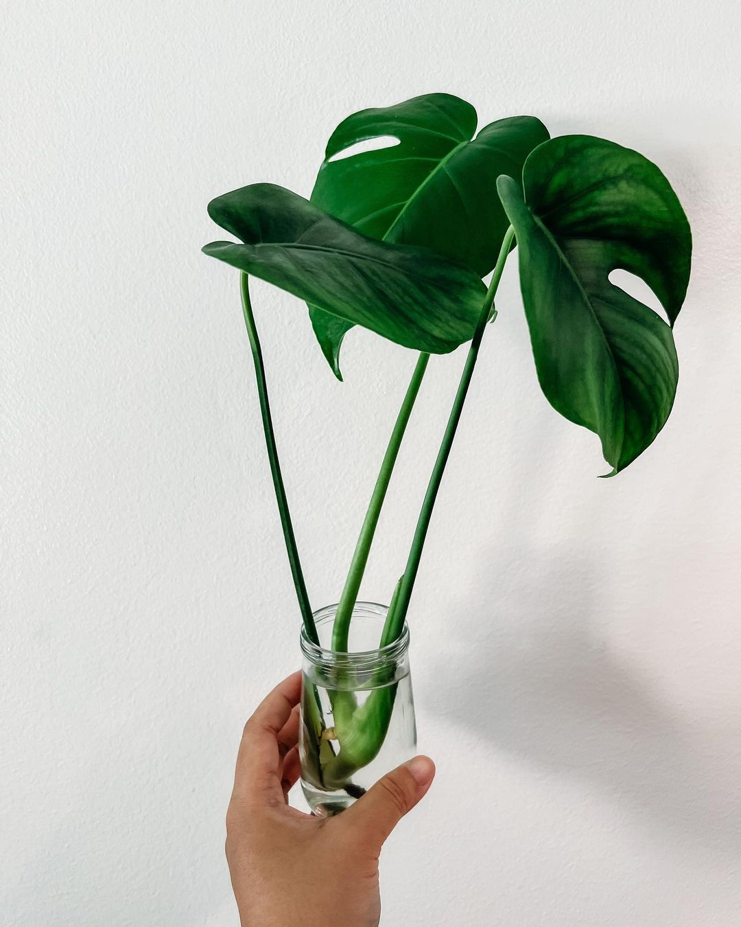 Monstera Deliciosa: Care and Growing Guide | Plantcarefully