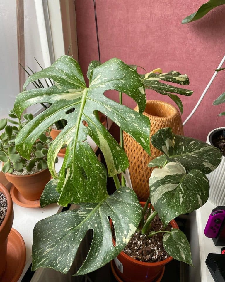 Monstera Deliciosa: Care and Growing Guide | Plantcarefully