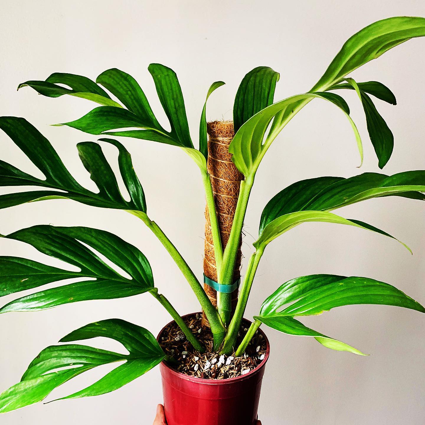 Growing Monstera Pinnatipartita + Care Guide! 