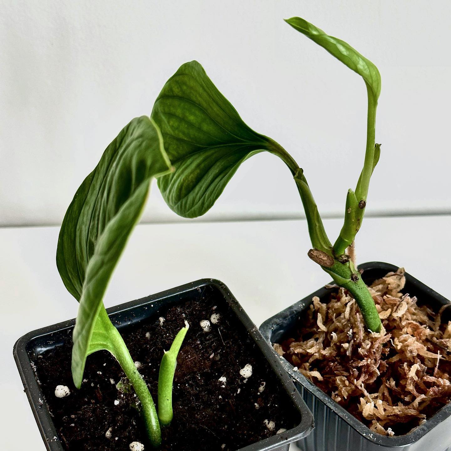 Growing Monstera Pinnatipartita + Care Guide! | Plantcarefully