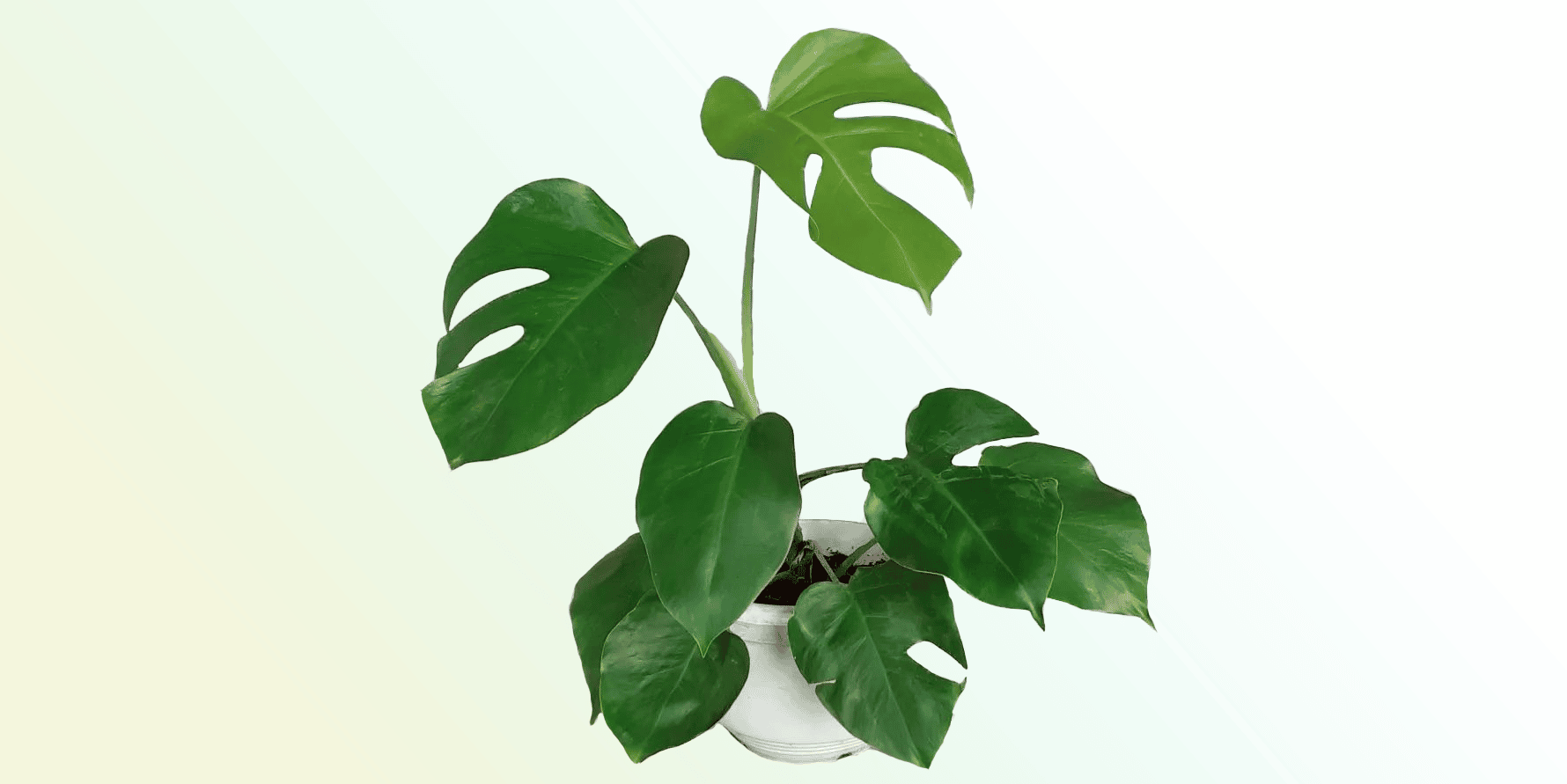 The Complete Monstera 'Albo' Plant Care Guide: Water, Light & Beyond