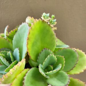 Mother of Thousands: Indoor Plant Care Guide | Plantcarefully