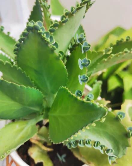 How to Care for Mother of Thousands (or Millions) : 6 Steps (with