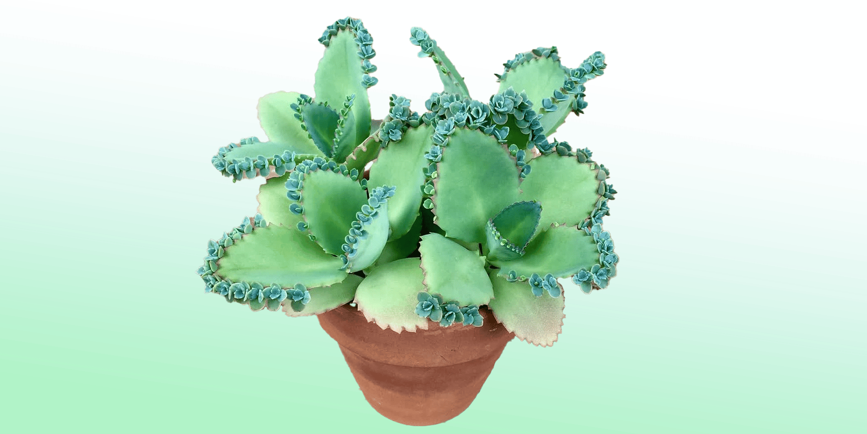 Mother of Thousands: Indoor Plant Care Guide |