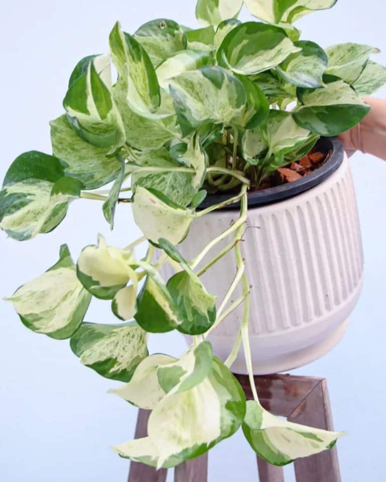 N Joy Pothos Care And Growing Guide Plantcarefully