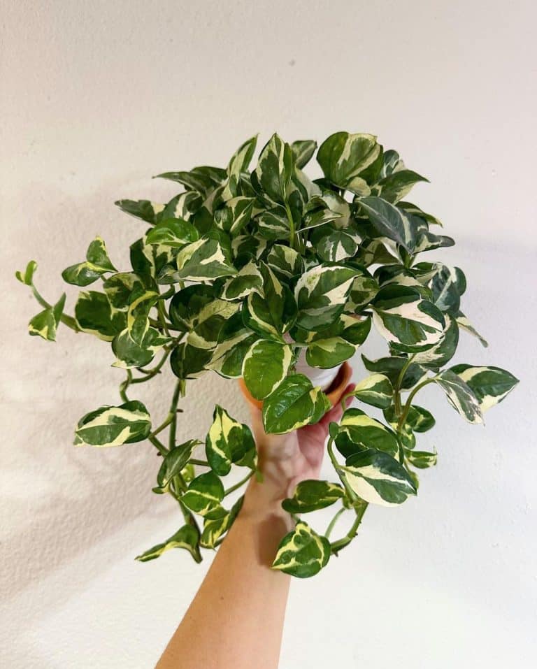 N Joy Pothos Care and Growing Guide | Plantcarefully