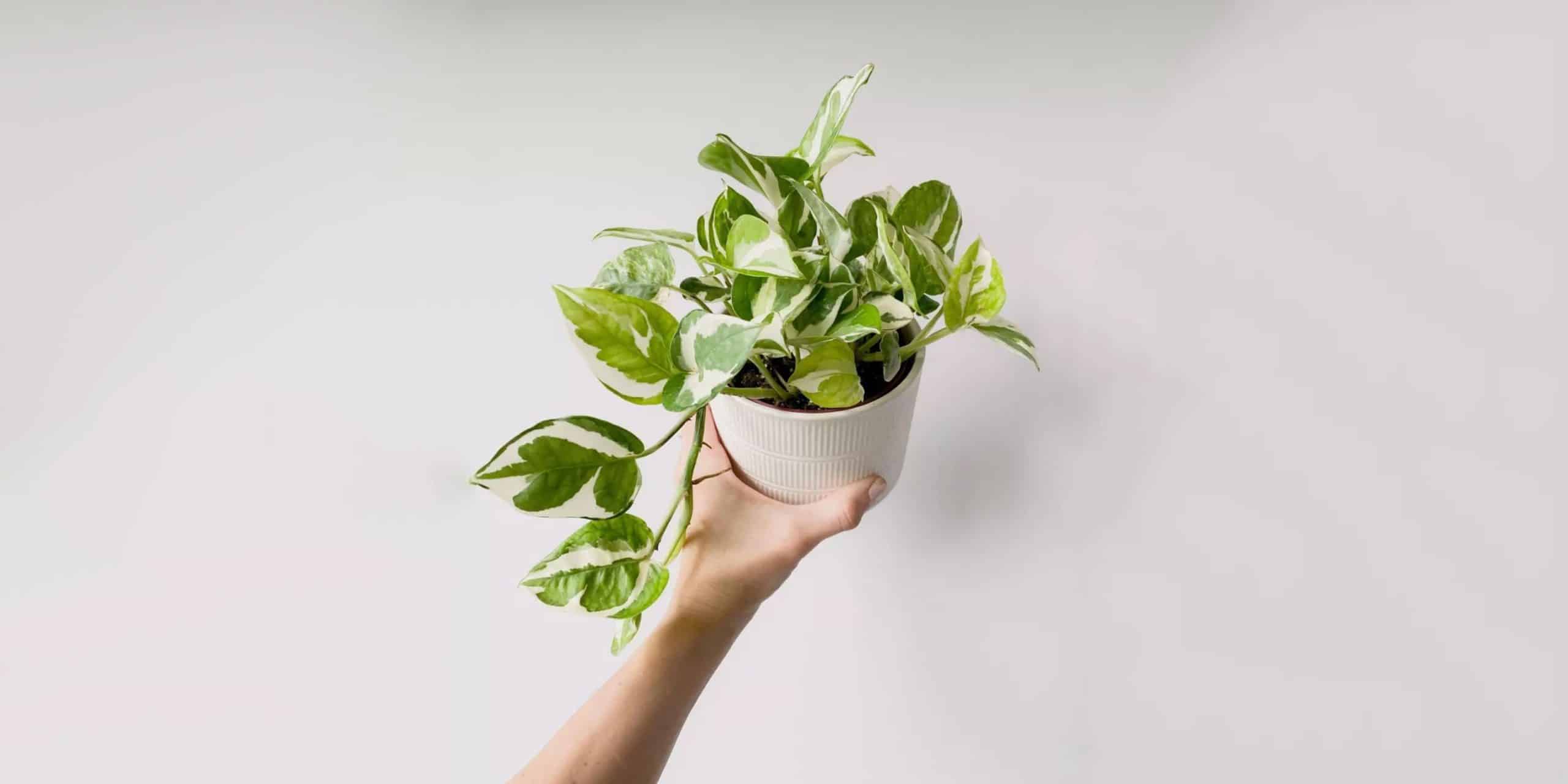 N Joy Pothos Care and Growing Guide