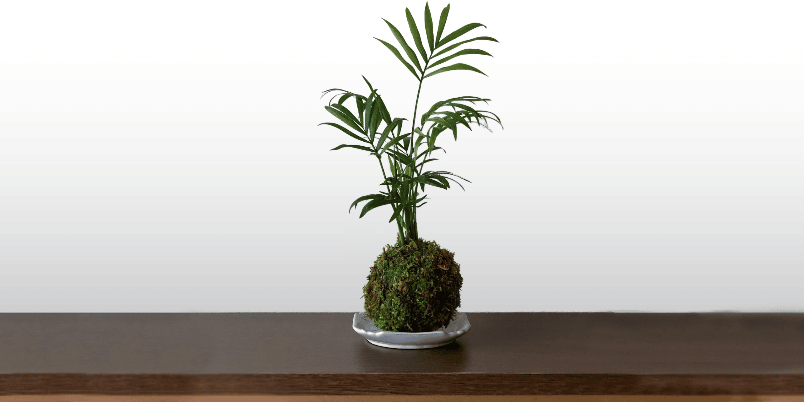 How to Grow a Parlor Palm Indoors Plantcarefully