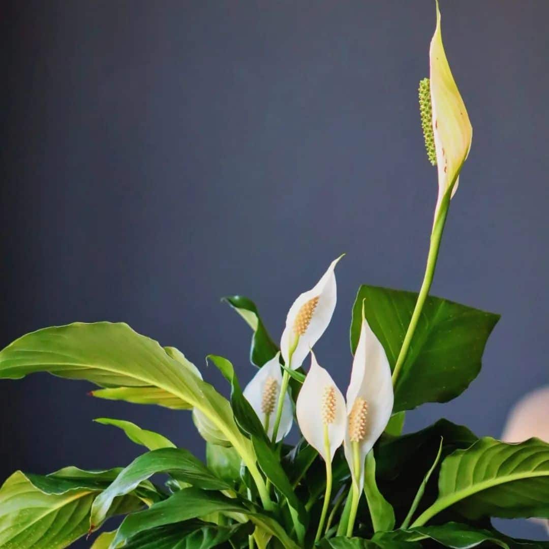 Peace Lily Care and Growing Guide | Plantcarefully