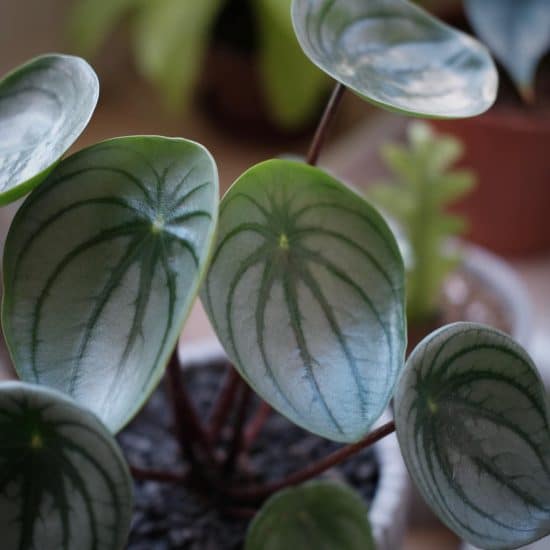 Peperomia Plants: How to Care and Find Your Perfect Plant | Plantcarefully