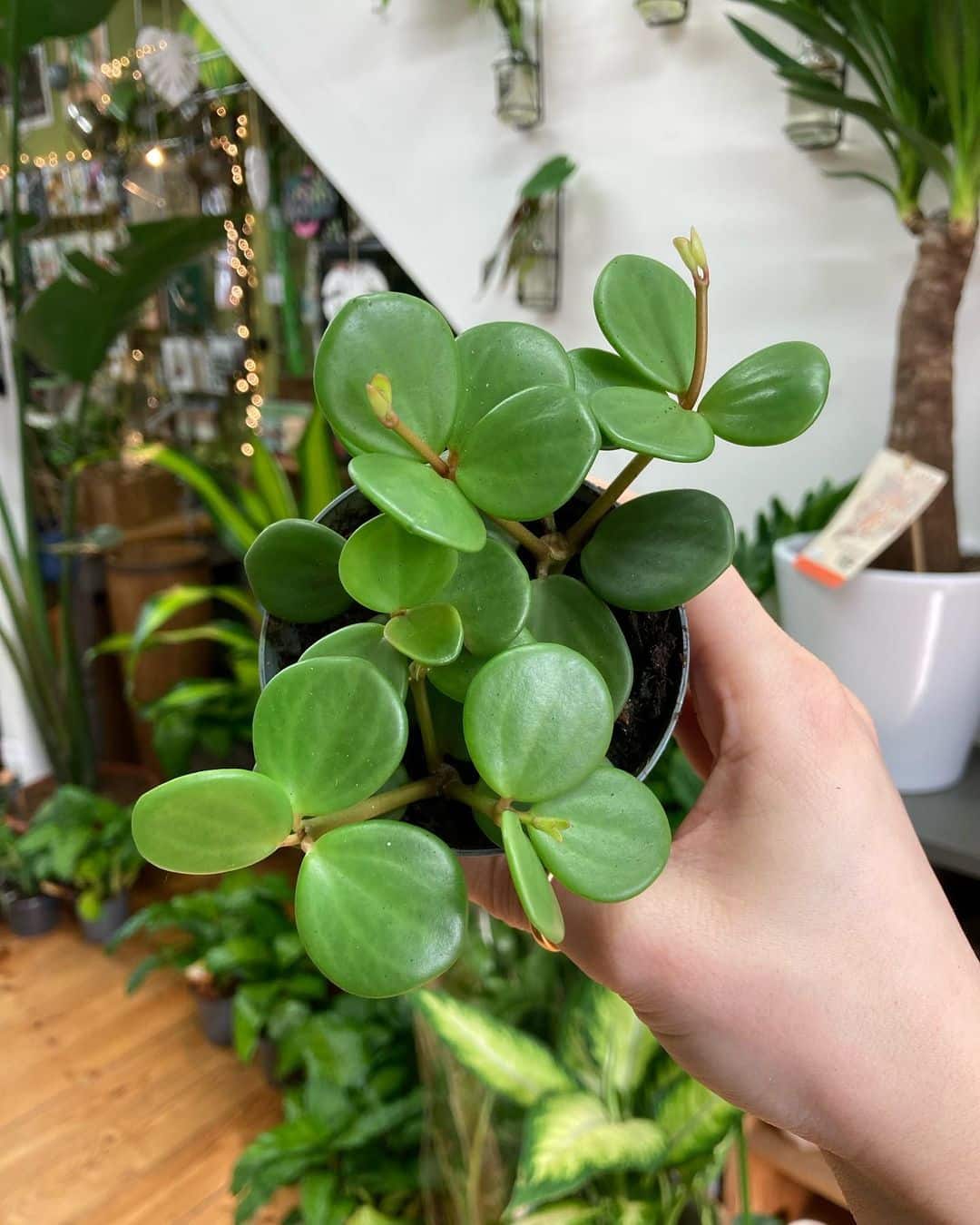 Peperomia Hope: Plant Care & Growing Tips! | Plantcarefully