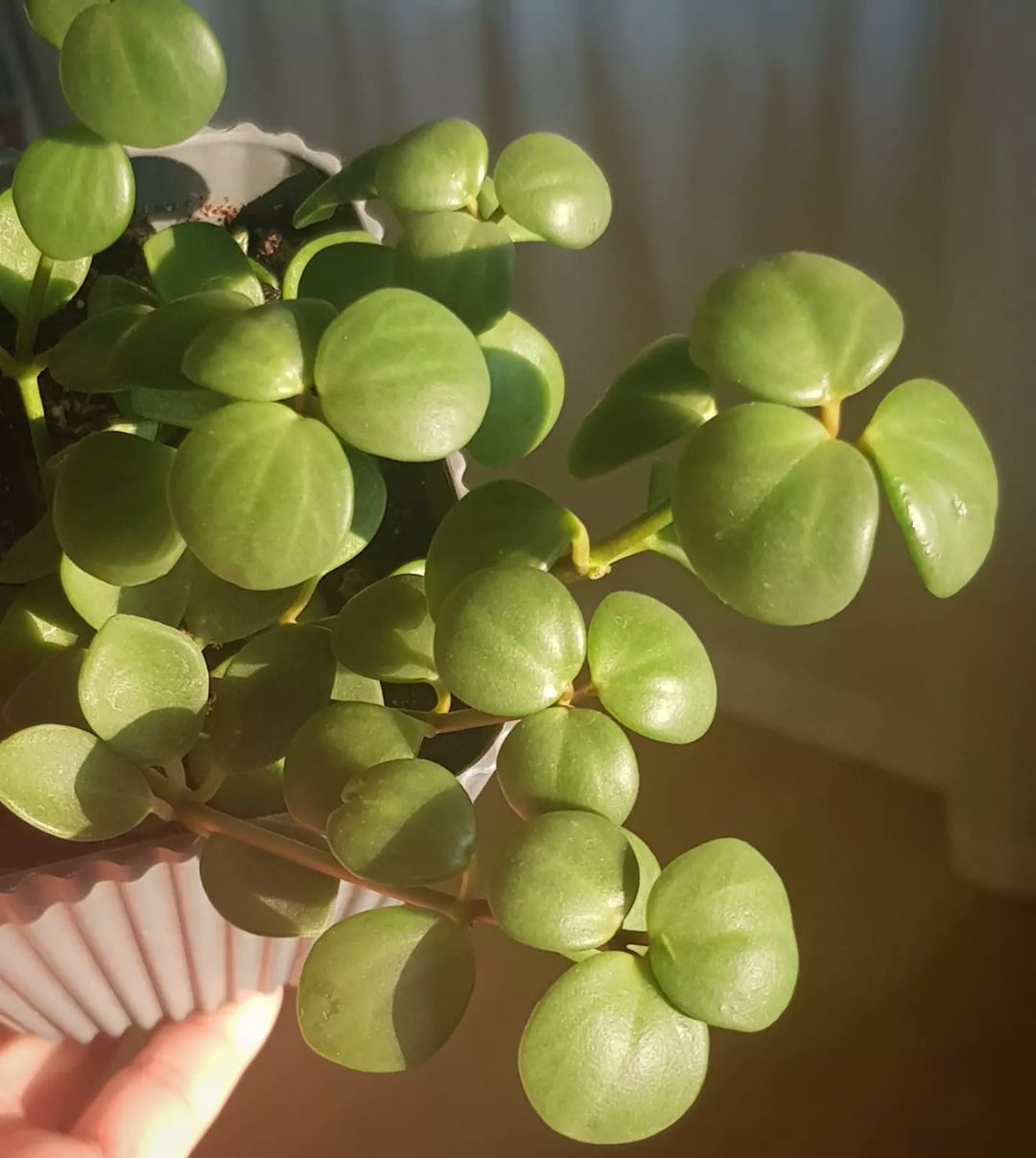 Peperomia Hope: Plant Care & Growing Tips! | Plantcarefully