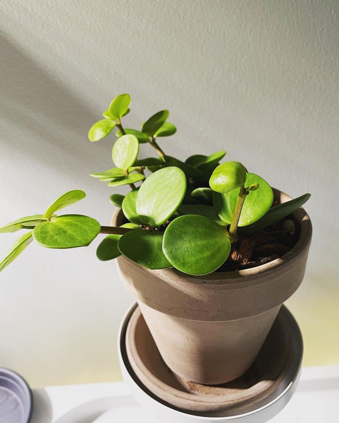 Peperomia Hope: Plant Care & Growing Tips! | Plantcarefully