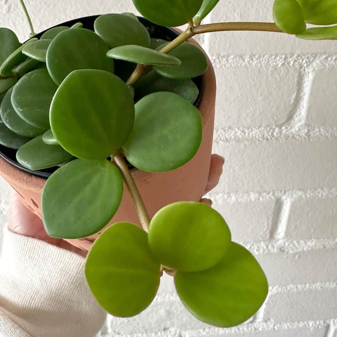 Peperomia Hope: Plant Care & Growing Tips! | Plantcarefully