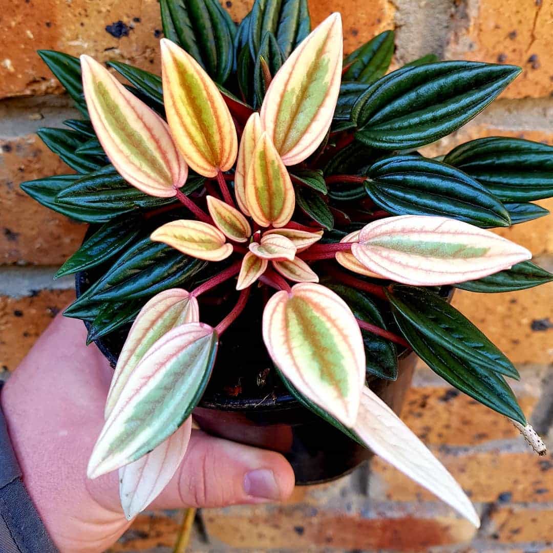 Peperomia Rosso Care and Growing Tips | Plantcarefully