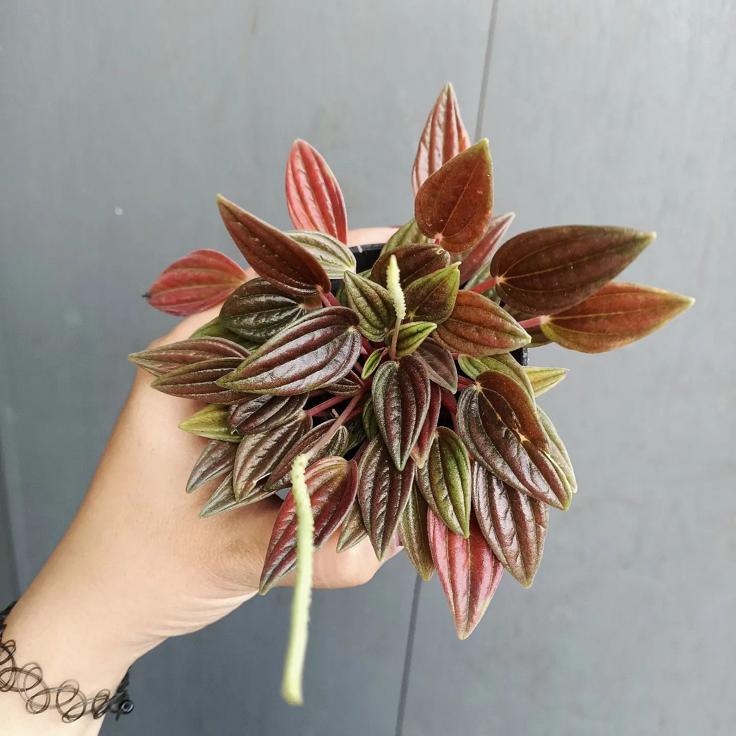 Peperomia Rosso Care and Growing Tips | Plantcarefully