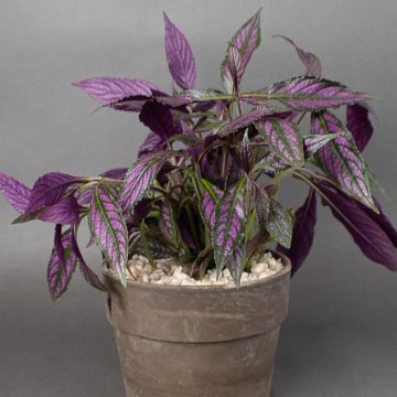 Persian Shield: Care and Growing Tips! | Plantcarefully