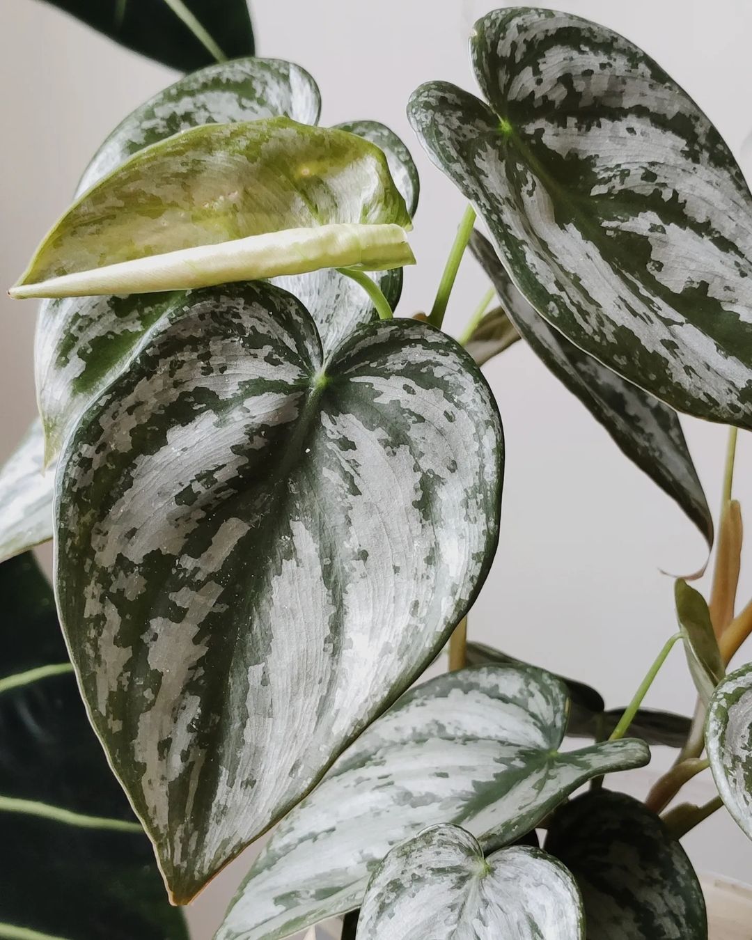 Philodendron Brandtianum Care and Growing Guide | Plantcarefully