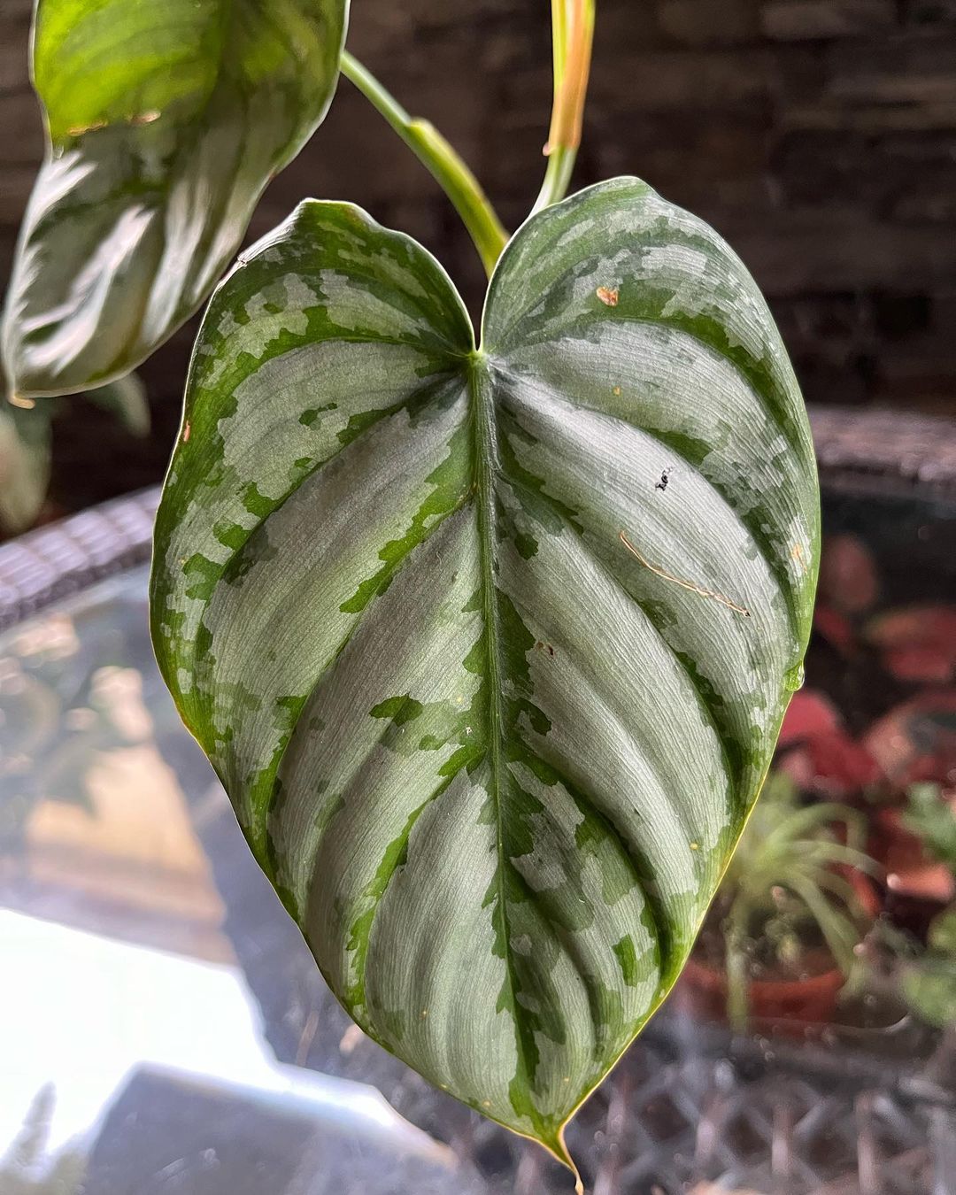 Philodendron Brandtianum Care and Growing Guide | Plantcarefully