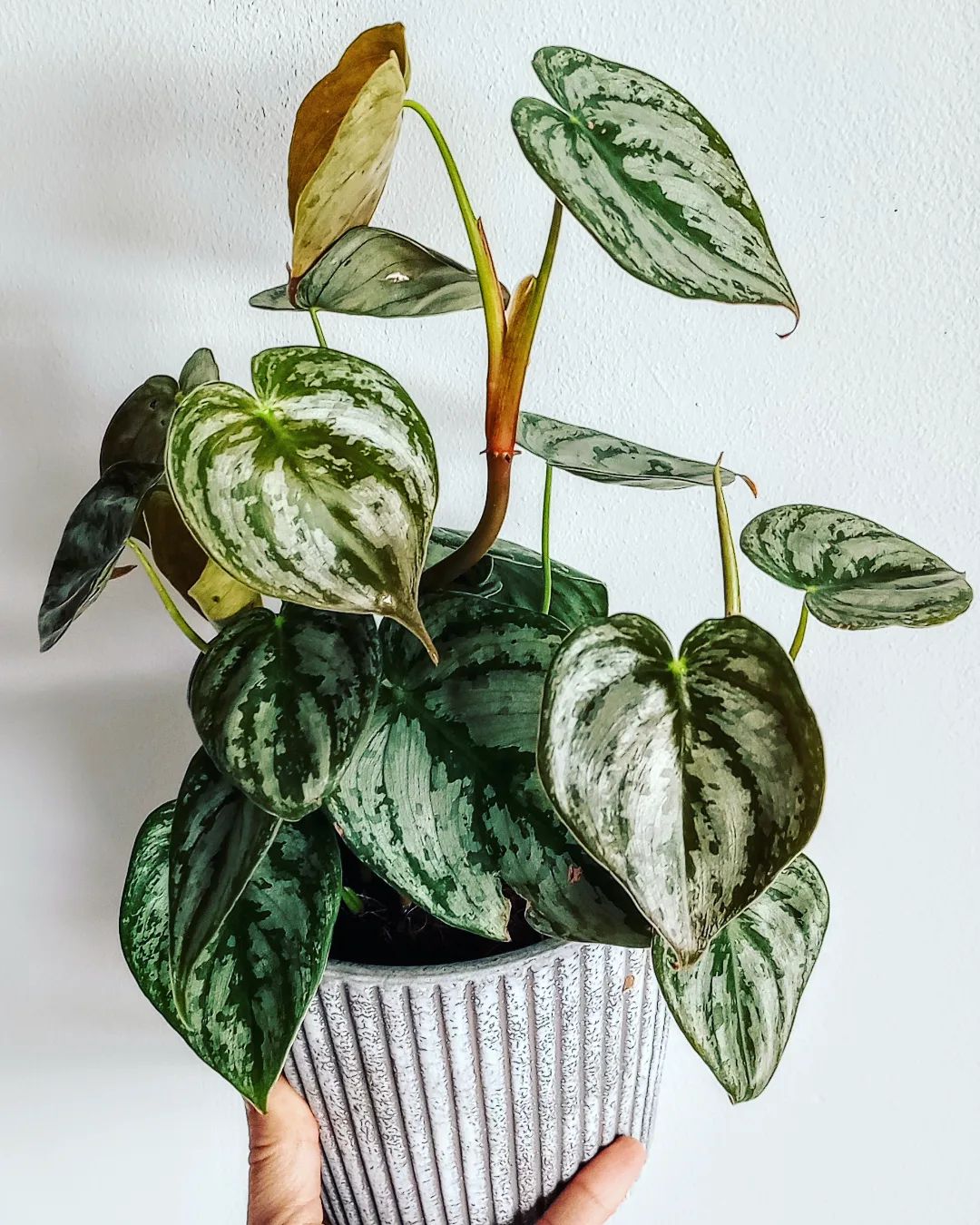 Philodendron Brandtianum Care and Growing Guide | Plantcarefully