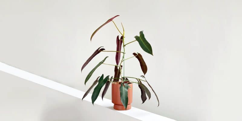 Philodendron Atabapoense Care and Growing Guide | Plantcarefully