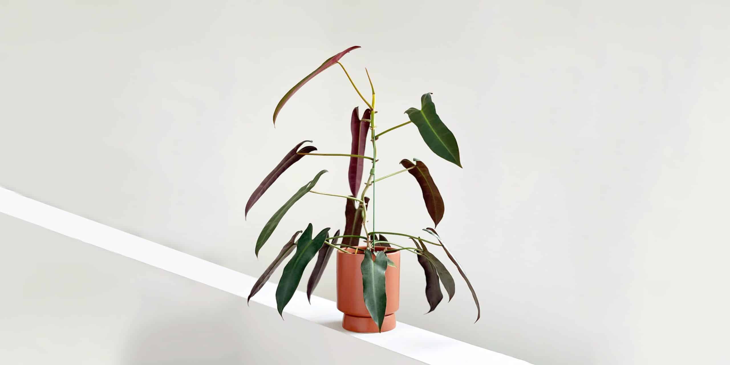 Atabapoense Philodendron store