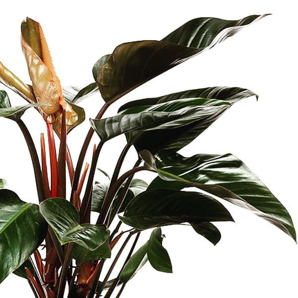 Philodendron Congo Rojo Care And Growing Guide Plantcarefully