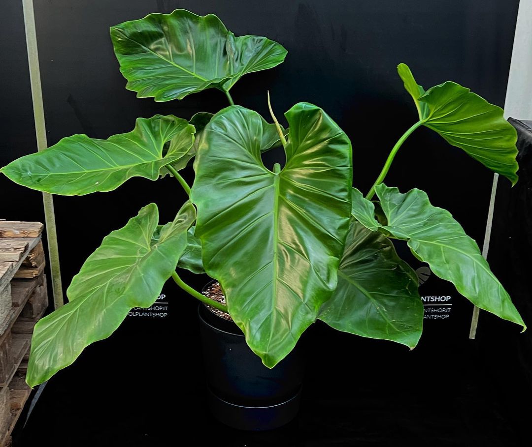 Philodendron Giganteum Care And Growing Guide Plantcarefully 6323